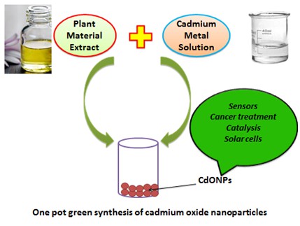 A review on plant extract mediated biogenic synthesis of CdO nanoparticles and their recent applications 