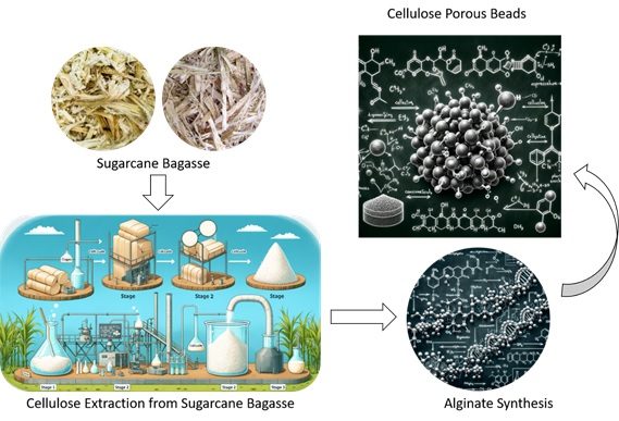 Extraction of Cellulose from Bagasse for the Synthesis of Alginate: Cellulose Porous Beads 